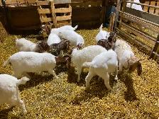 Chèvre Boer - Photo 7