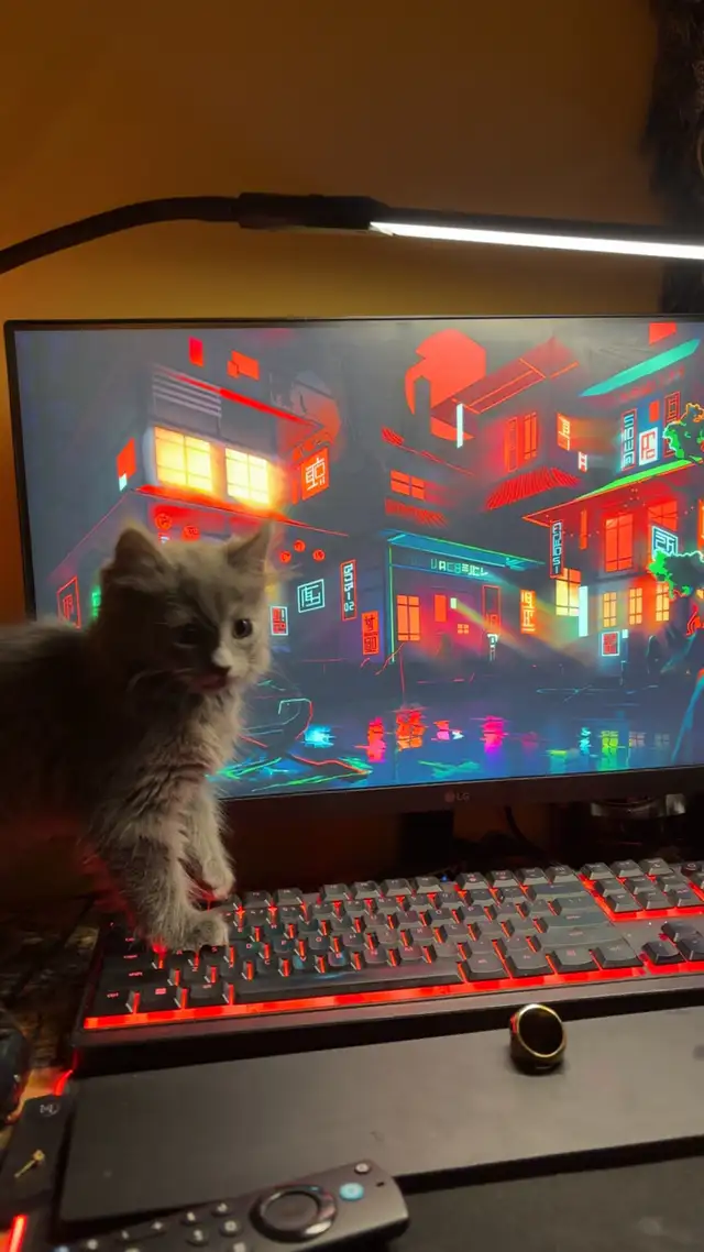 grey British long hair kitten (supplies included)