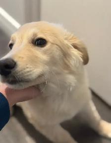 Chiot Golden Retriever ❤️vacciné, vermifugé, dépucé