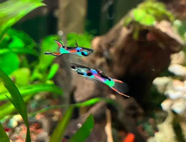 poisson d’aquarium plantes escargots