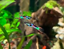 poisson d’aquarium plantes escargots