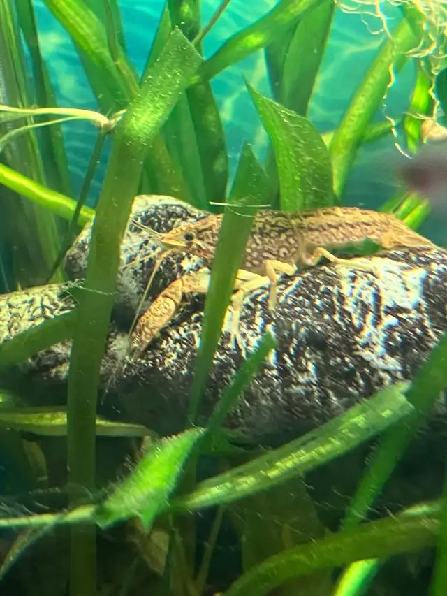 poisson d’aquarium plantes escargots - Photo 3