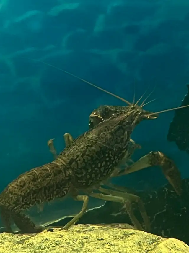 poisson d’aquarium plantes escargots - Photo 4