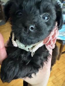 Yorkipoo - Photo 2