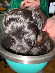 Yorkipoo - Photo 6
