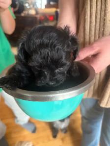 Yorkipoo - Photo 7