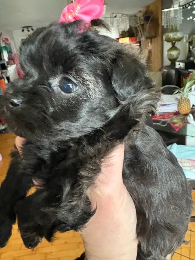 Yorkipoo - Photo 8