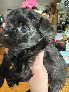Yorkipoo - Photo 8