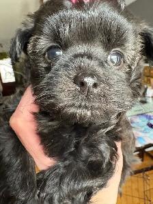 Yorkipoo - Photo 9