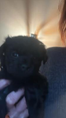 Yorkipoo - Photo 10