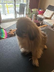 dog grooming - Photo 2