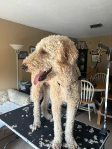 dog grooming - Photo 4