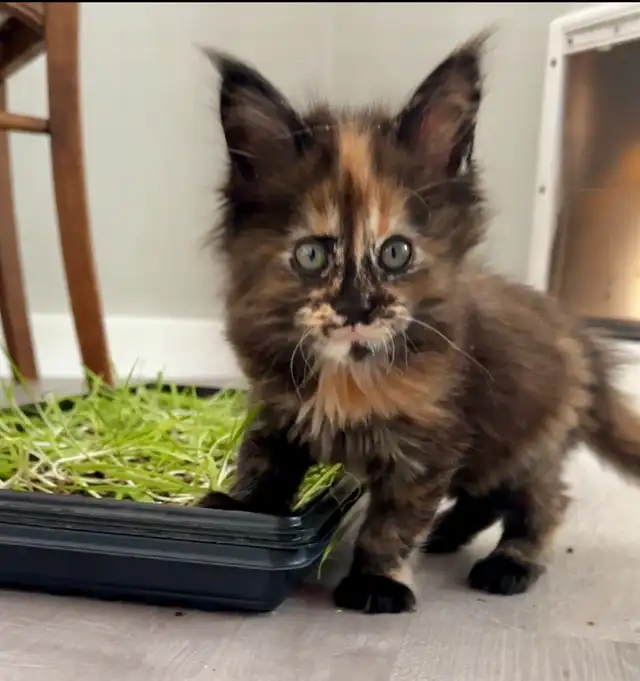 Purebred Maine Coon Kittens – Now Open for Reservation!