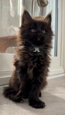 Purebred Maine Coon Kittens – Now Open for Reservation! - Photo 2