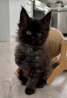 Purebred Maine Coon Kittens – Now Open for Reservation! - Photo 3
