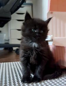 Purebred Maine Coon Kittens – Now Open for Reservation! - Photo 4