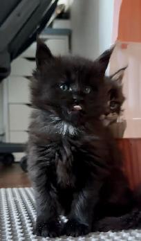 Purebred Maine Coon Kittens – Now Open for Reservation! - Photo 5