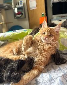 Purebred Maine Coon Kittens – Now Open for Reservation! - Photo 7