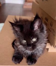 Purebred Maine Coon Kittens – Now Open for Reservation! - Photo 8