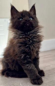 Purebred Maine Coon Kittens – Now Open for Reservation! - Photo 9