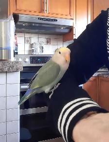 beau bébé inséparable roseicollis nourrit à la main