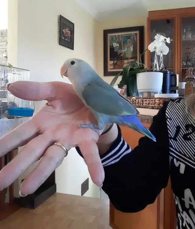 beau bébé inséparable roseicollis nourrit à la main - Photo 4