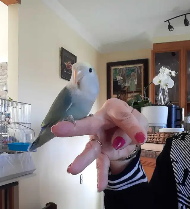 beau bébé inséparable roseicollis nourrit à la main - Photo 5