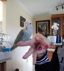 beau bébé inséparable roseicollis nourrit à la main - Photo 5