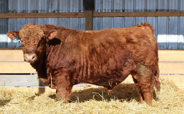 Simmental Bulls for sale, by Private Treaty