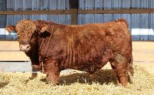 Simmental Bulls for sale, by Private Treaty