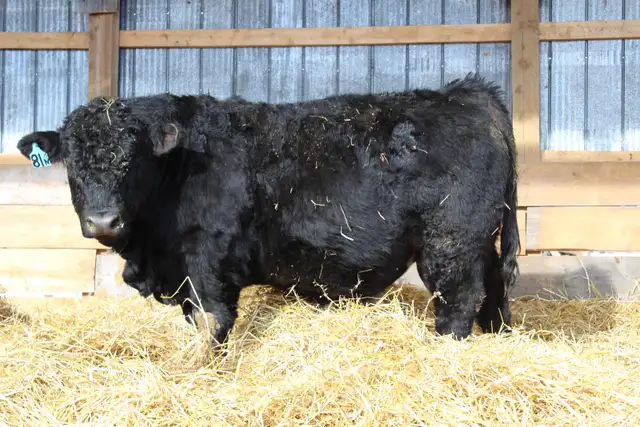 Simmental Bulls for sale, by Private Treaty - Photo 2