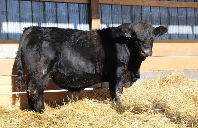 Simmental Bulls for sale, by Private Treaty - Photo 3