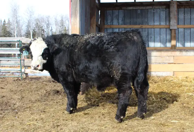 Simmental Bulls for sale, by Private Treaty - Photo 4