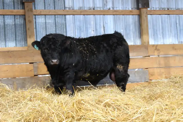 Simmental Bulls for sale, by Private Treaty - Photo 6