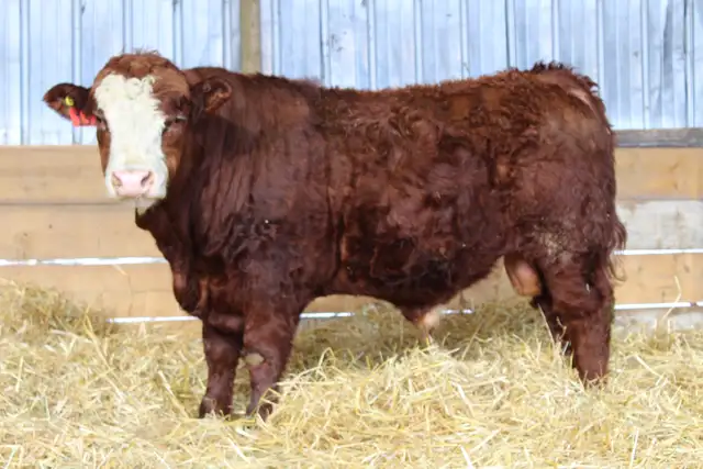 Simmental Bulls for sale, by Private Treaty - Photo 7