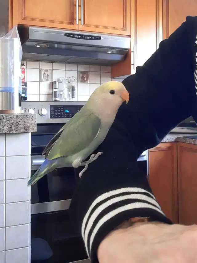 beau bébé inséparable roseicollis nourrit à la main