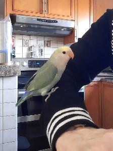 beau bébé inséparable roseicollis nourrit à la main