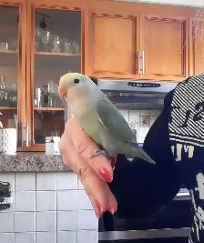 beau bébé inséparable roseicollis nourrit à la main - Photo 2