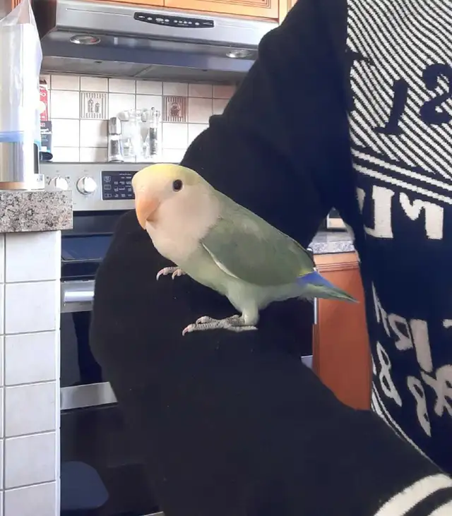 beau bébé inséparable roseicollis nourrit à la main - Photo 3