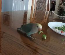 beau bébé inséparable roseicollis nourrit à la main - Photo 5