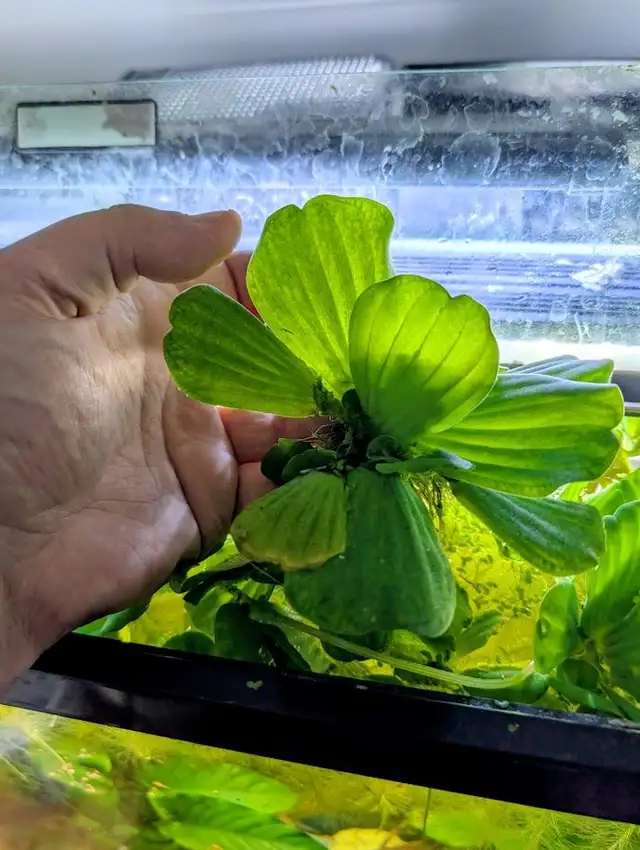 Dwarf Water Lettuce - Photo 2