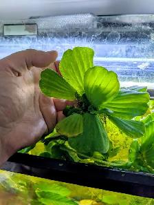 Dwarf Water Lettuce - Photo 2