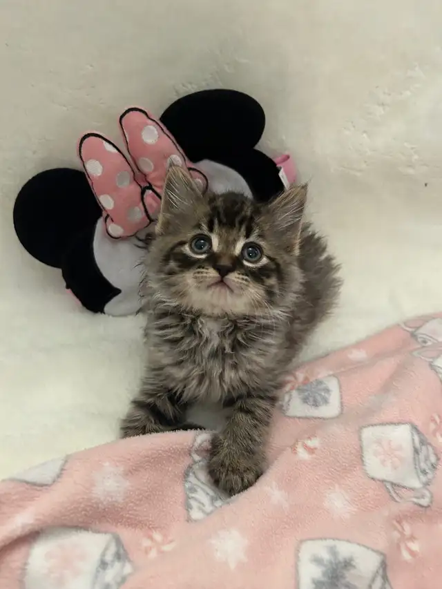 ♡ Siberian Kitten  ♡ health card   sample food ❤️