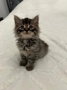 ♡ Siberian Kitten  ♡ health card   sample food ❤️ - Photo 3