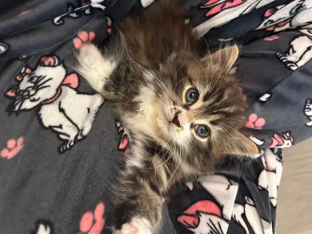 ♡ Siberian Kitten  ♡ health card   sample food ❤️ - Photo 4