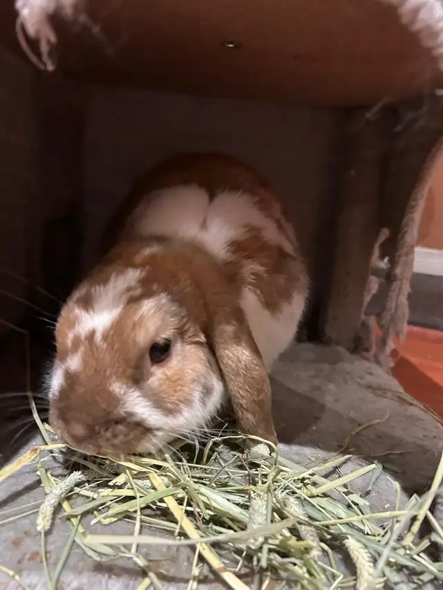 Rabbit for sale - Photo 2