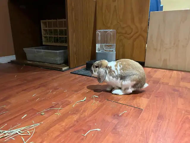 Rabbit for sale - Photo 3