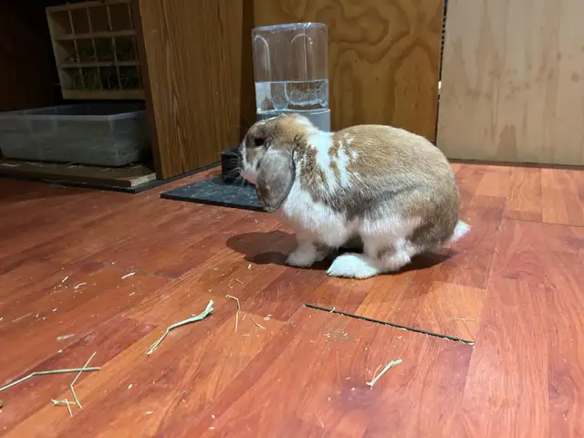 Rabbit for sale - Photo 4