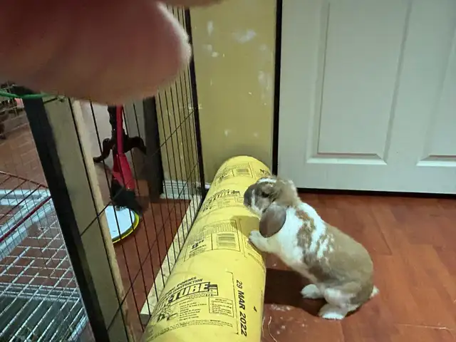 Rabbit for sale - Photo 5