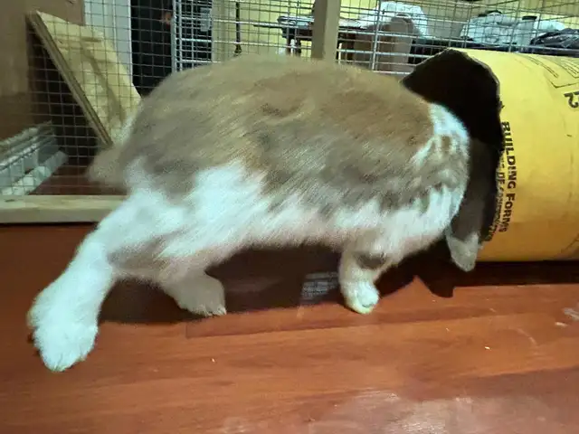 Rabbit for sale - Photo 6